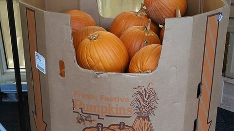 Food Lion 'Fresh, Festive Pumpkins' Pallet Display