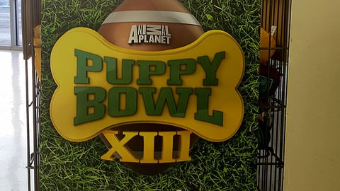 Petco 'Puppy Bowl XIII' Dump Rack Sign
