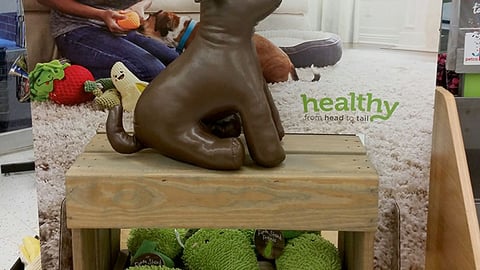 Petco 'Play With Food Together' Header Card
