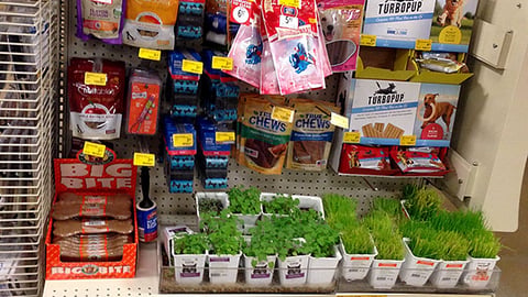 PetSmart 'Treats For the One You Love' Endcap Display