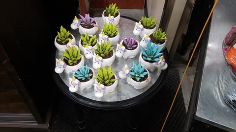 H-E-B Unicorn Eucalyptus Plant Table