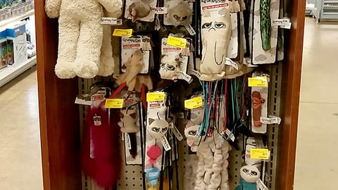 Grumpy Cat 'Everything You Don't Want' Endcap