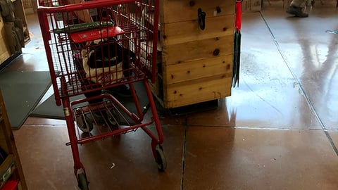 Trader Joe's Floor Marker, Checkout Area