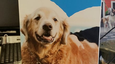 Blue Buffalo Petco 'Help Fight Pet Cancer' Counter Card
