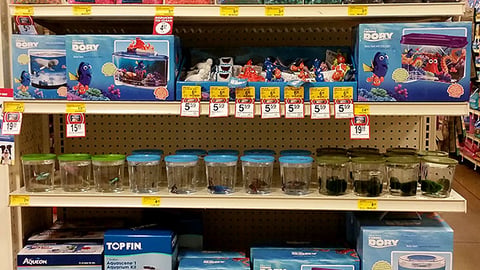 PetSmart 'Finding Dory' Endcap Display