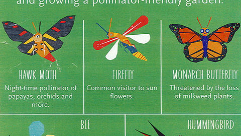 Whole Foods 'Protect Bees' Flyer