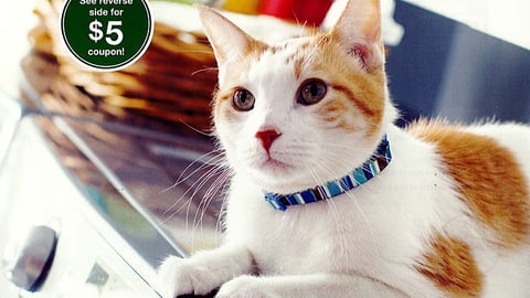Bayer PetSmart 'Protect Your Cat' One-Sheet