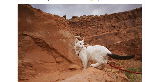 PetSmart Adventure Cats 'Check Out Our Instagram Stories' Twitter Update