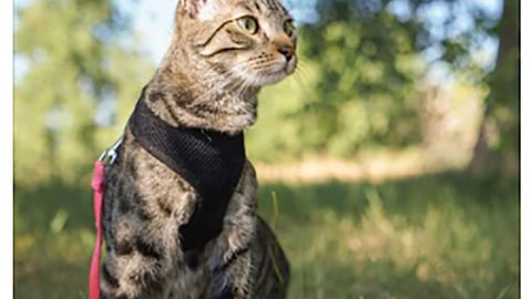 PetSmart Adventure Cats 'Curated Line' Facebook Update
