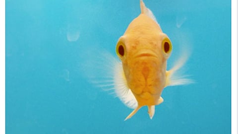 PetSmart 'Amazing Aquatics Sale' Facebook Update