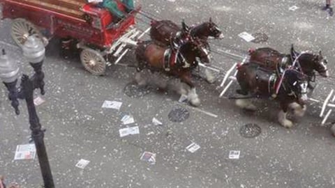 Budweiser Clydesdales Go Live on Facebook