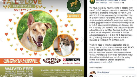 Animal Defense League 'Fall in Love Adoption Special' Facebook Update