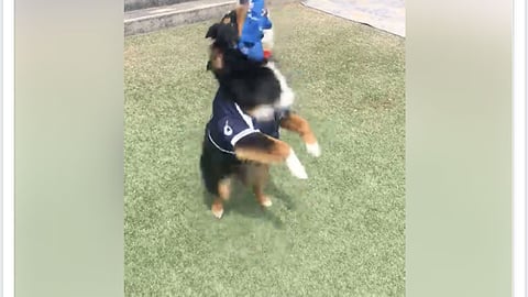 Petco 'Baseball Season' Facebook Update