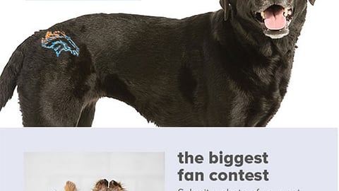 PetSmart 'The Biggest Fan Contest' Email Ad
