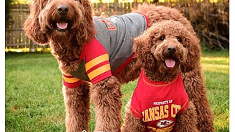 PetSmart '#BiggestFan' Facebook Update