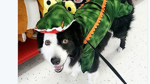 Petco 'Gator on the Loose' Twitter Update
