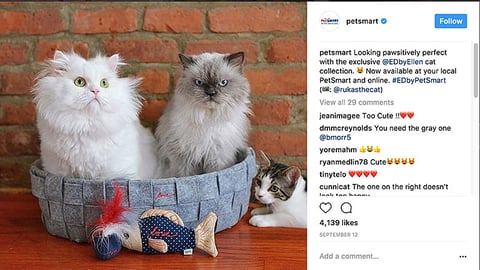 PetSmart ED Ellen DeGeneres 'Pawsitively Perfect' Instagram Update