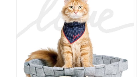 PetSmart ED by EllenDegeneres 'More Toys' Twitter Update