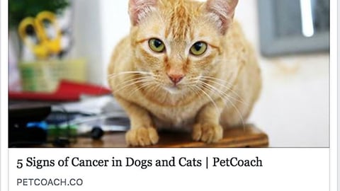 Petco 'Catch the Symptoms' Facebook Update