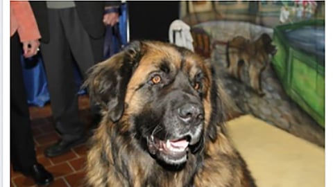 Petco Purina Pro Plan 'Champion at Heart' Facebook Update