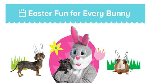 PetSmart 'Easter Fun' Email
