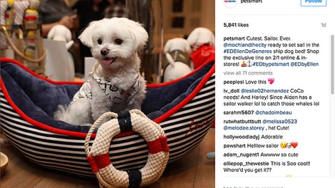 PetSmart ED Ellen DeGeneres 'Cutest. Sailor. Ever.' Instagram Update