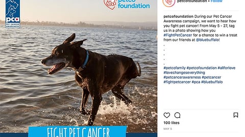 Petco Foundation #FightPetCancer Instagram Update