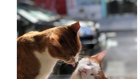 Petco 'Find Our Furr-iends' Twitter Update