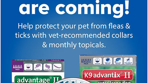 PetSmart Bayer 'Fleas & Ticks are Coming' Email