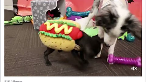 PetSmart 'Free Toy Box' Facebook Update