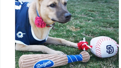 Petco 'Game On' Twitter Update