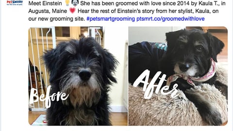 PetSmart 'Meet Einstein' Twitter Update
