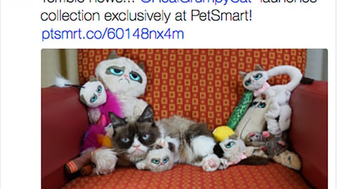 PetSmart Grumpy Cat 'Terrible News' Twitter Update