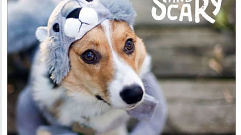 Meijer Mars 'Hairy + Scary' Sweeps