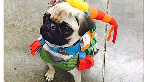 Petco 'Halloween Costume' Facebook Update