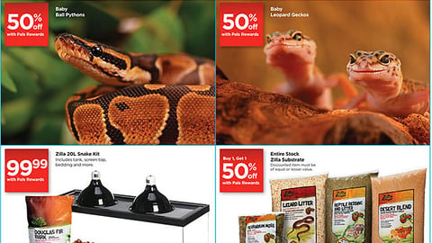 Petco 'Halloween Reptile Rally' Feature