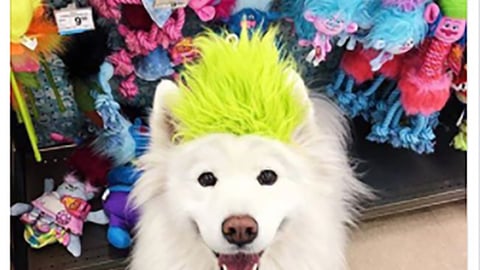 Petco 'Score a Free Gift' Facebook Update