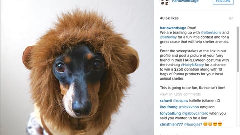 Harlow and Sage 'Hairy 'N Scary' Instagram Update