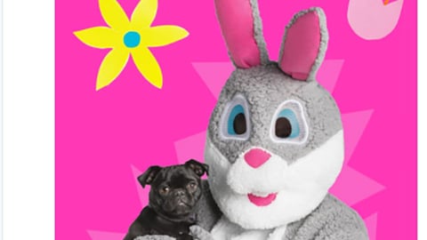 PetSmart 'Join in on the Fun' Twitter Update