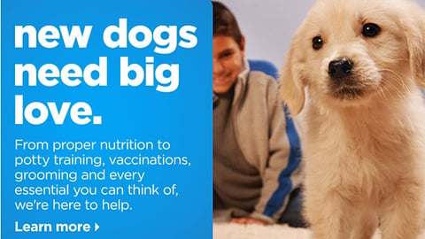 Petco 'New Dogs Need Big Love' Email