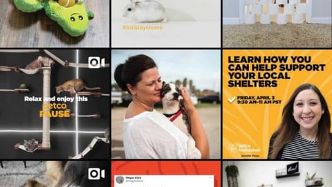 Petco COVID-19-Era Instagram Page