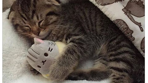 Petco Pusheen Pet Collection Facebook Update