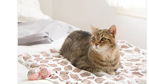 Petco Pusheen Pet Collection Twitter Update