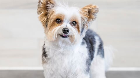 PetSmart 'Salon Tour' Facebook Update