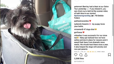 PetSmart 'Salon Tour' Instagram Update