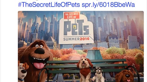 PetSmart 'Secret's Out' Twitter Update