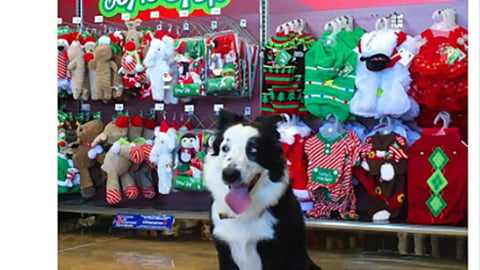 Petco 'Shop for Your Pets' Twitter Update
