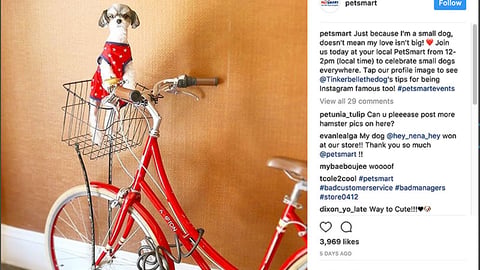 PetSmart 'Celebrate Small Dogs' Instagram Update