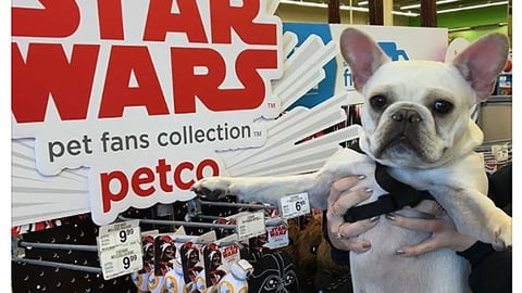 Petco 'Favorite Toys' Facebook Update