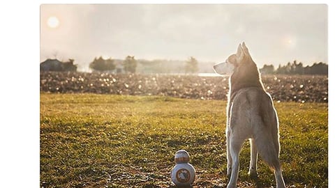 Star Wars Pet Fans Collection 'These Are the Droids' Twitter Update